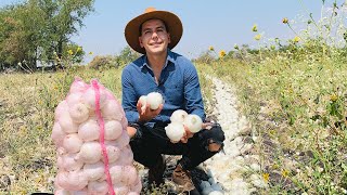 Siembra y cosecha de CEBOLLA | variedad carta blanca | Estado de Morelos mayor productor de cebolla