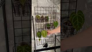 Links in bio - Grow Tent Set Up - #plants #houseplants #garden #horticulture #explore #explorepage