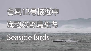 【台風12号接近中】海辺の野鳥たち　Seaside Birds