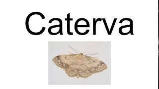 Caterva