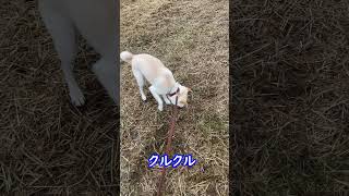 柴犬のトイレかと思いきやアレをやられて叫んだ飼い主がいた(笑)＃shorts