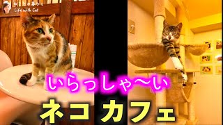 いらっしゃ〜い☕️ネコ カフェ☕️ Cats cafe｜東京的貓咖啡廳體驗｜ねことの暮らし。Life with cat