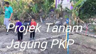 Projek Tanam Jagung Tepi Rumah