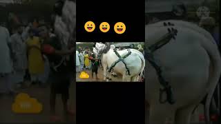 Ajjubhai game play with bail ll free fire short video ll #shorts #avitach