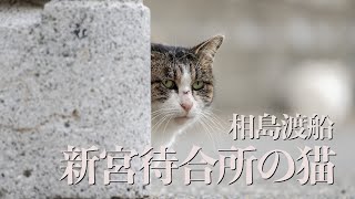 相島渡船新宮待合所の猫　相島に行こうとしたら強風で欠航になったので待合所の猫達と遊んできました