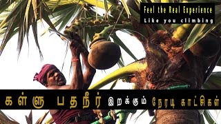 கள்ளு பதநீர் எப்படி இறக்குறாங்க தெரியுமா ! How to get palm juice in palm tree