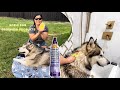 Bodhi Dog review | grooming my malamute with Waterless shampoo & bath brush