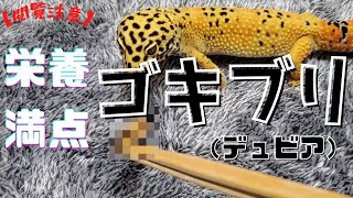 【閲覧注意】 ゴキブリ デュビアをレオパにあげよう！生餌 エサ 初心者向け 爬虫類 虫