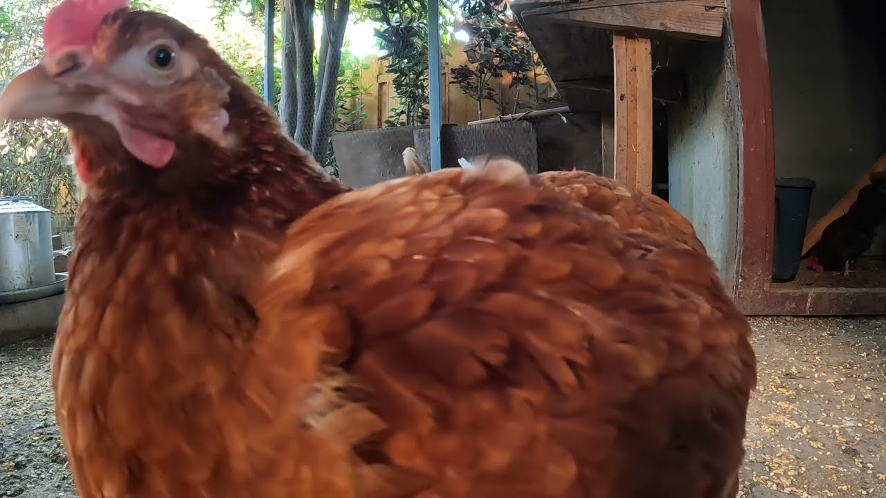 Backyard Chickens Fun Relaxing Chicken Coop Video Sounds Noises Hens ...