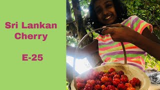 Surinam Cherry Jam | Sri Lankan Cherry