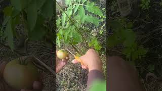 Tomato 🍅 harvest 🤩 time!!!  #harvest #homegrown #kitchengarden #viralshort