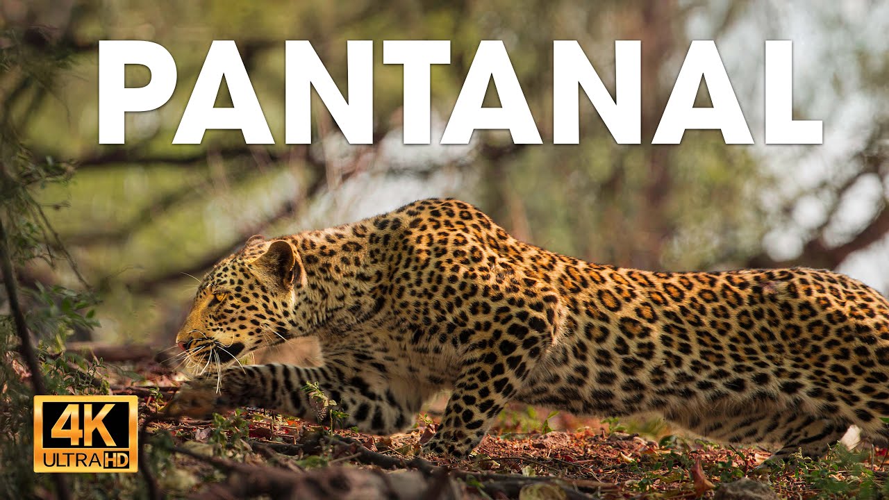Naturaleza Vida Salvaje Lluvia Prime Video Animales Asombrosos