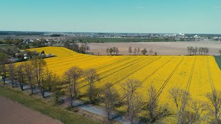 Pola rzepakowe w Gminie Opalenica - kwiecień 2020