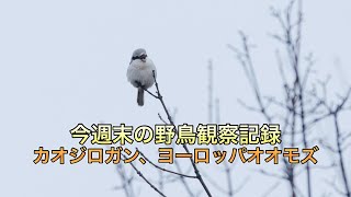 今週末の野鳥観察記録　カオジロガン、ヨーロッパオオモズ