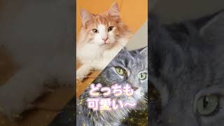 【ノルウェージャンとメインクーンの違い知ってる！？】１分で猫博士！#shorts