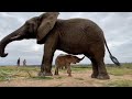 Orphaned Albino calf Khanyisa meets Lundi the elephant