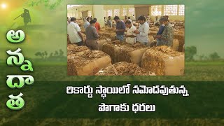 రికార్డు స్ధాయిలో నమోదవుతున్న పొగాకు ధరలు | Tobacco prices encouraging to farmers | ETV