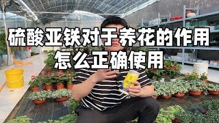 硫酸亚铁对于养花的作用 怎么正确使用