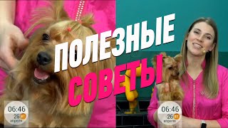 ГРУМИНГ / ПОЛЕЗНЫЕ СОВЕТЫ / ЙОРКШИРСКИЙ ТЕРЬЕР / GROOM SCHOOL