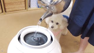 肌が弱い愛犬たちの為に高級加湿器をプレゼントしました！【トイプードル】