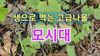 생으로 먹을수있는 고급나물#모시대