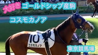 ゴールドシップ産駒　コスモカノア　るんるんしたいけど手綱ガッチリあれっあれ？笑　東京競馬場