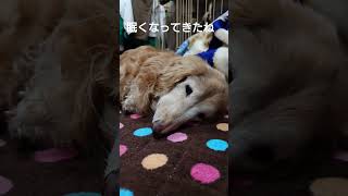 【ポン太18歳の日常】＃ミニチュアダックスフンド＃ポン太18歳＃シニア犬＃老犬＃dog