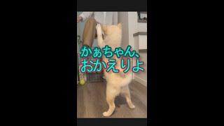 【柴犬みねお】子犬、飼い主を吠えまくりの大歓迎で迎える。May 2021 #Shorts