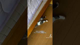 【猫動画】冷房嫌いだからといって暑さに強いわけではないんだなぁ　#shorts #猫 #ちよサラちゃんねる