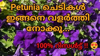 How to grow Petunia|Hybrid Petunia from cuttings|Care and Propagation|പെറ്റുനിയ ചെടി വളർത്തേണ്ട രീതി