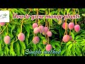 How to grow mangoplant simple method