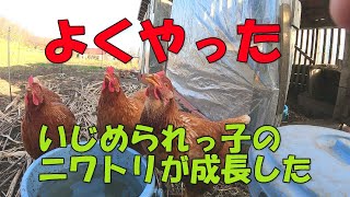 いじめられっ子だったニワトリが頑張った結果【274】