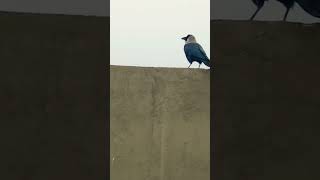 crow of  Bridge on wall #viral #birds #animals