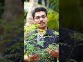 കഞ്ഞിവെള്ള പ്രയോഗം kitchen mystery dhe krishi