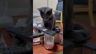 実験！どうやって落とす？  #cat #猫動画 #保護猫