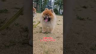 雨の日のお散歩どうしてますか？#ポメラニアン #pomeranian  #포메라니안 #多頭飼い #3兄弟#あいちゃん #カイくん #元くん #3ポメ#おすすめ  #バズれ #紫陽花 #散歩#梅雨