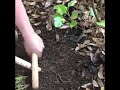 Attracting earthworms with power of sound