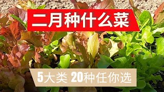 二月种什么菜  分享5大类20种蔬菜任你选