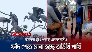 অতিথি পাখি দেখলেই বন্দুক তাক করছে শিকারী! | Rajshahi Birds | Jamuna TV