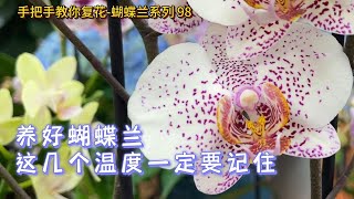 手把手教你复花-蝴蝶兰系列 98 养好蝴蝶兰这几个温度一定要记住