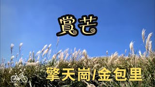 2020 [芒草季]假日何處去--到陽明山擎天崗/金包里「魚路古道」賞芒花, 賞芒草