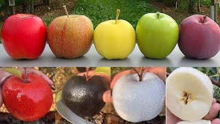 Apple diffrent colours odely satisfying cutting - white apple , black apple , blue apple part - 2