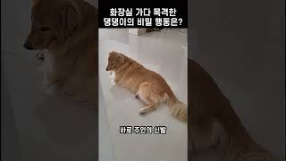 화장실 가다가 목격한 댕댕이의 비밀 행동은?