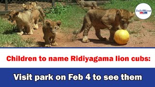 Children to name Ridiyagama lion cubs: Visit park on Feb 4 to see them