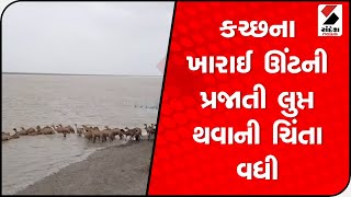 કચ્છના ખારાઈ ઊંટની પ્રજાતી લુપ્ત થવાથી ચિંતા વધી @SandeshNewsTV