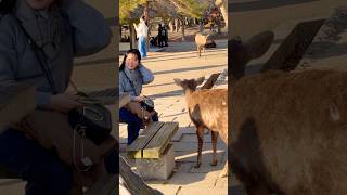 鹿見て笑顔になる観光客🫎NARA  PARK