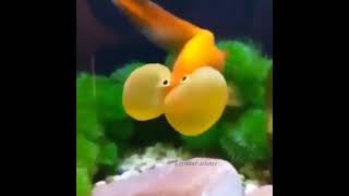 bubble eye goldfish