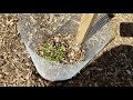 My favorite way to grow Moringa from seeds. Gardening tips