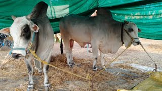 శాకమూరి విజయ్ పవన్ కుమార్ గారు పాలడుగు గ్రామం మేడికొండూరు మండలం గుంటూరు జిల్లా