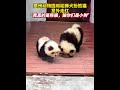 江蘇泰州動物園用松獅犬扮熊貓，意外走紅